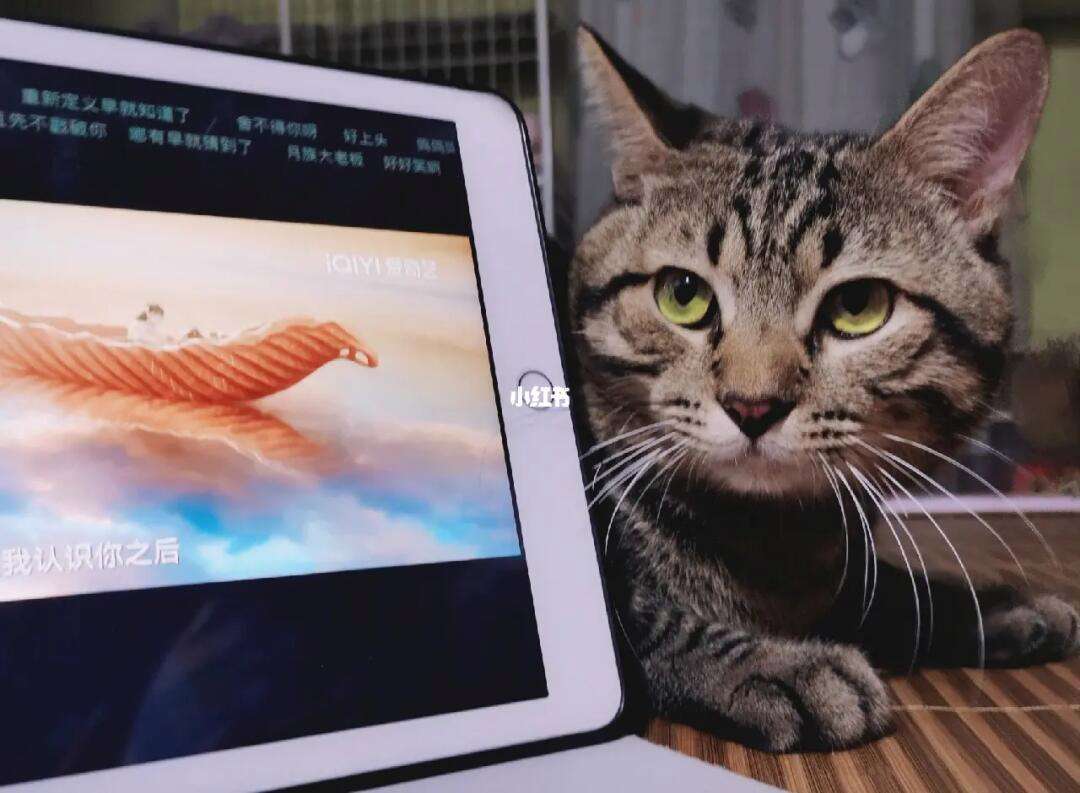 猫电视手机版电视猫多少钱一个